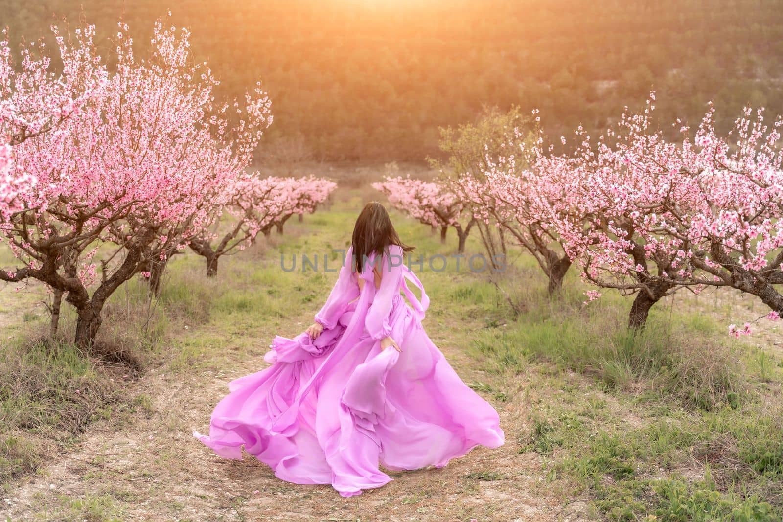 A woman in a long pink dress walks in the park, in a peach orchard. Large blooming peach orchard