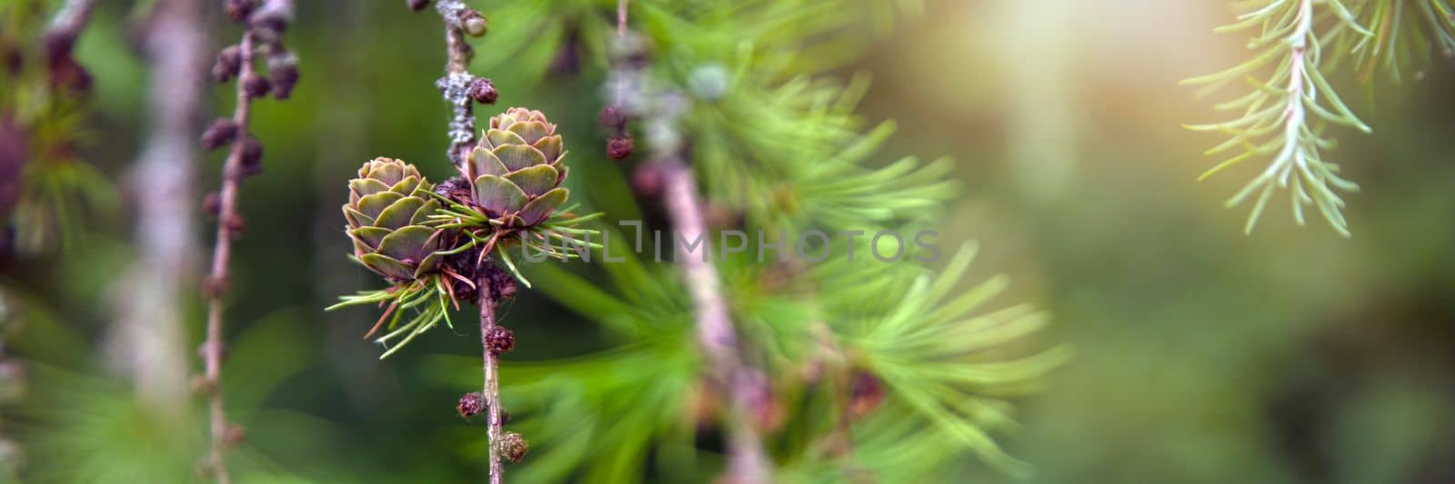 Japanese larch. Fresh green leaves of Japanese larch, Larix kaempferi in summer. Larch cones on a branch