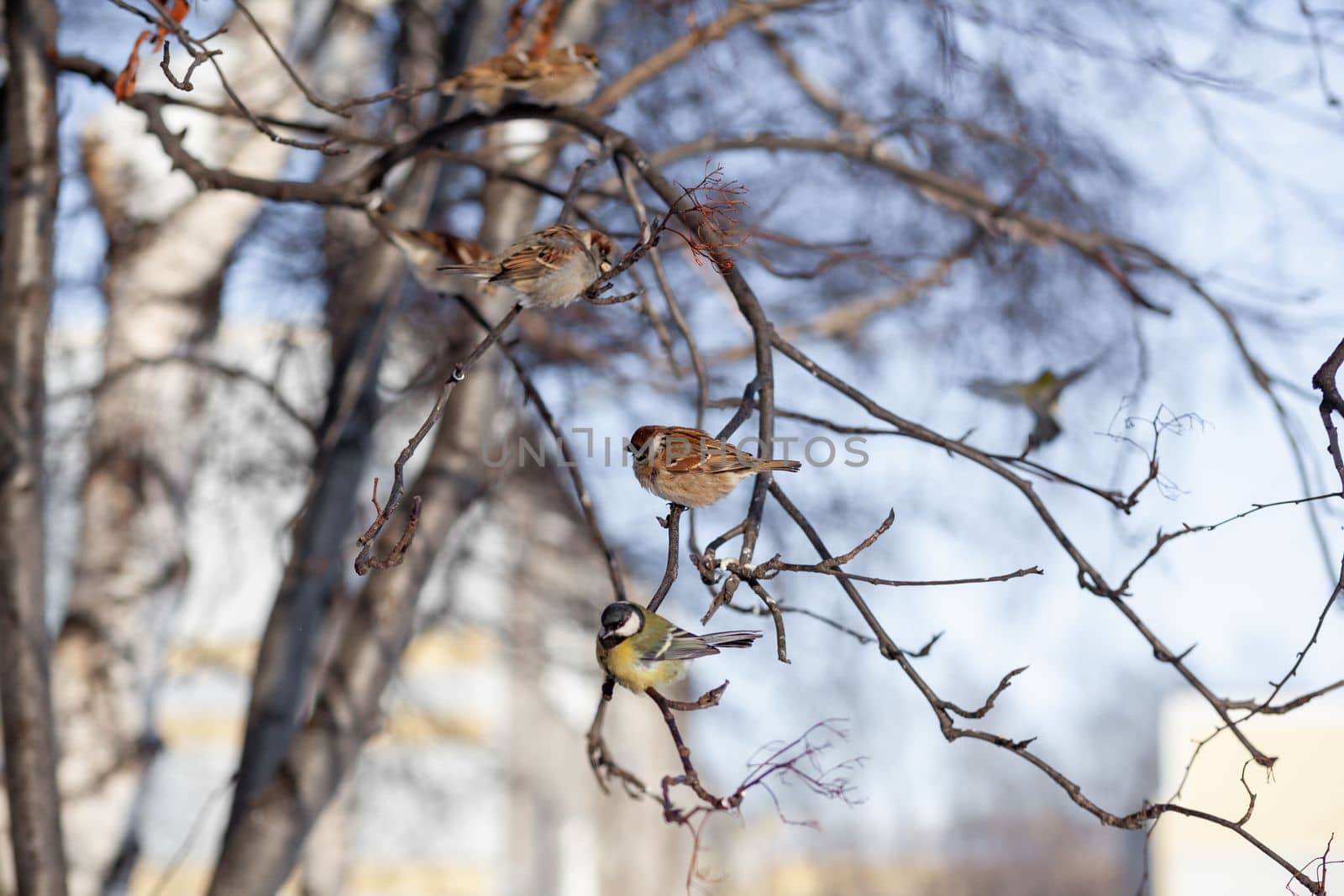 A beautiful little sparrow sits on a branch in winter and flies by AnatoliiFoto