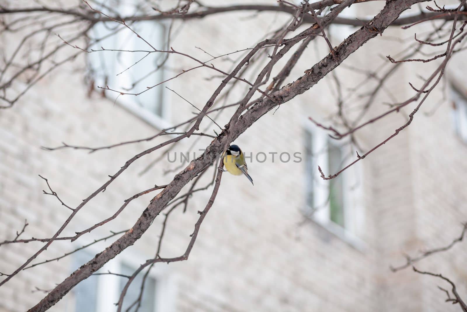 A beautiful little blue bird sits on a branch in winter and flies by AnatoliiFoto