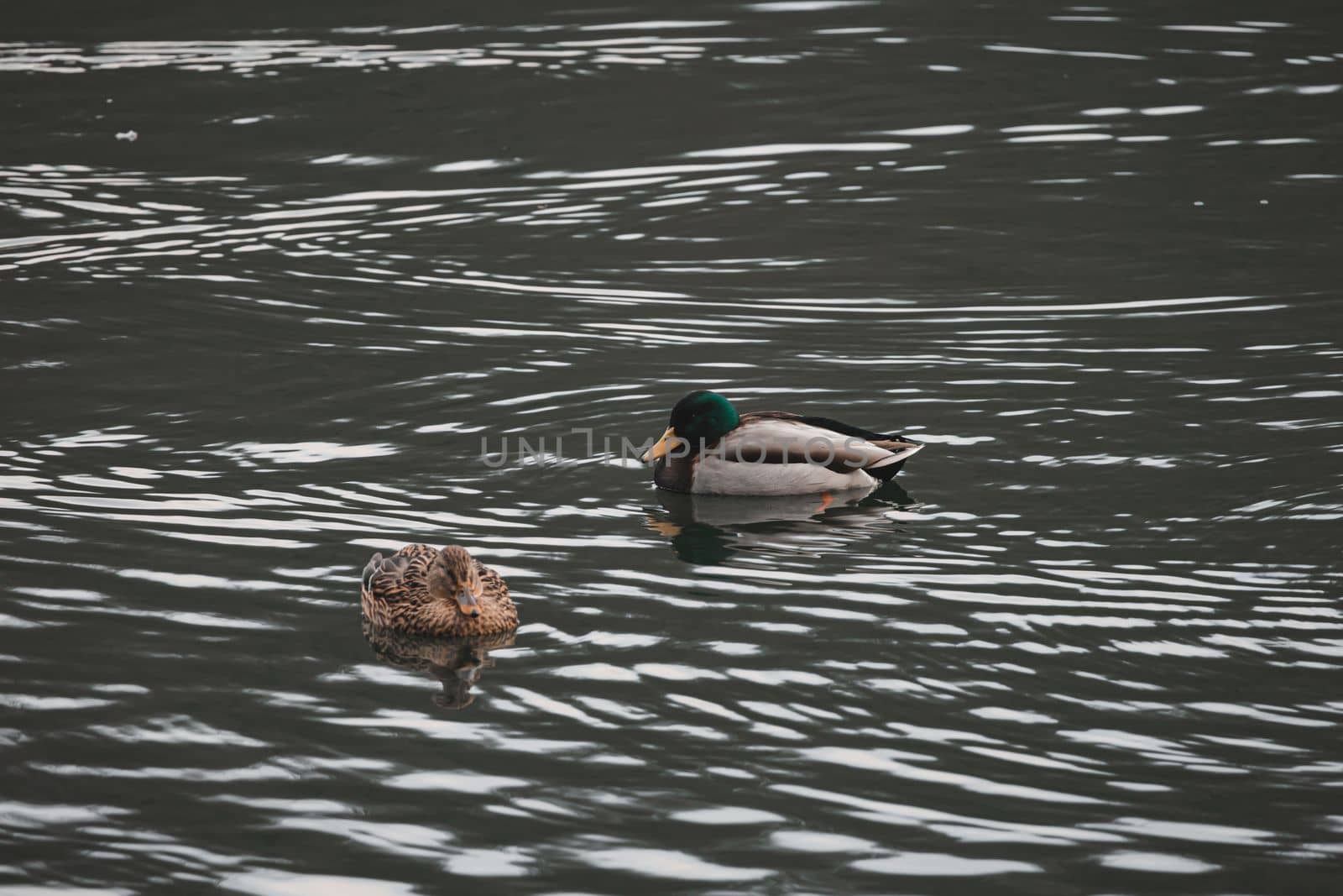 Mallard male and female ducks swimming in the calm pond