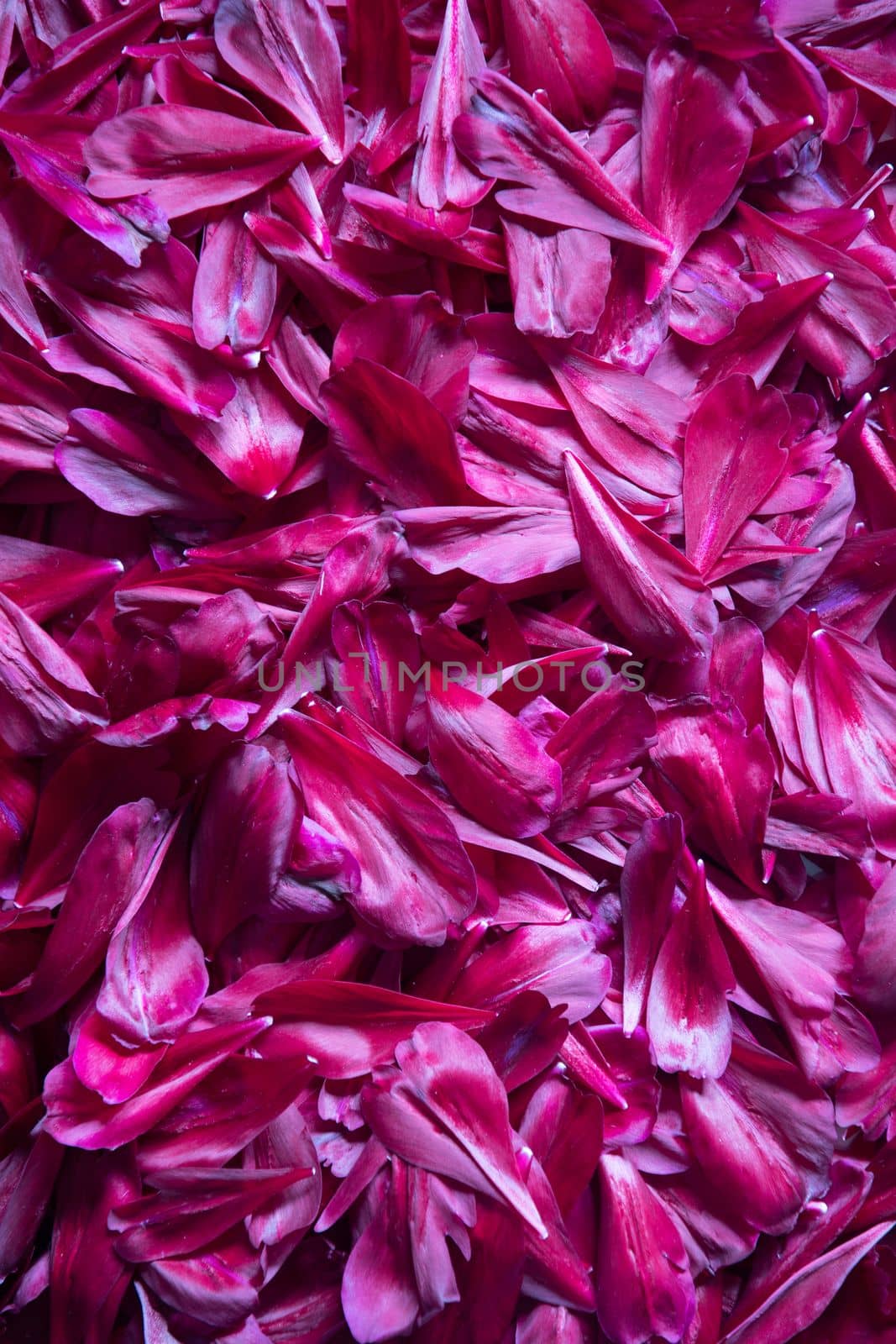 abstract background of purple peony petals, magenta color of the year yes yes. High quality photo