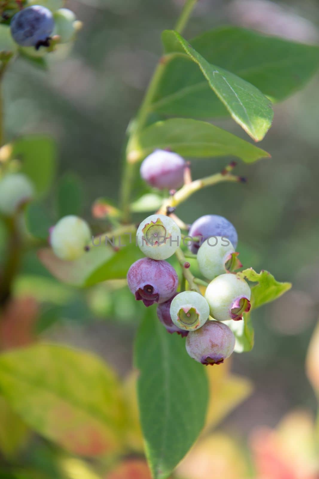 colorful unripe green, blue, purple blueberries on a branch, summer harvest, berry picking, fruits hanging on blueberry bush in the garden on a sunny day. High quality photo