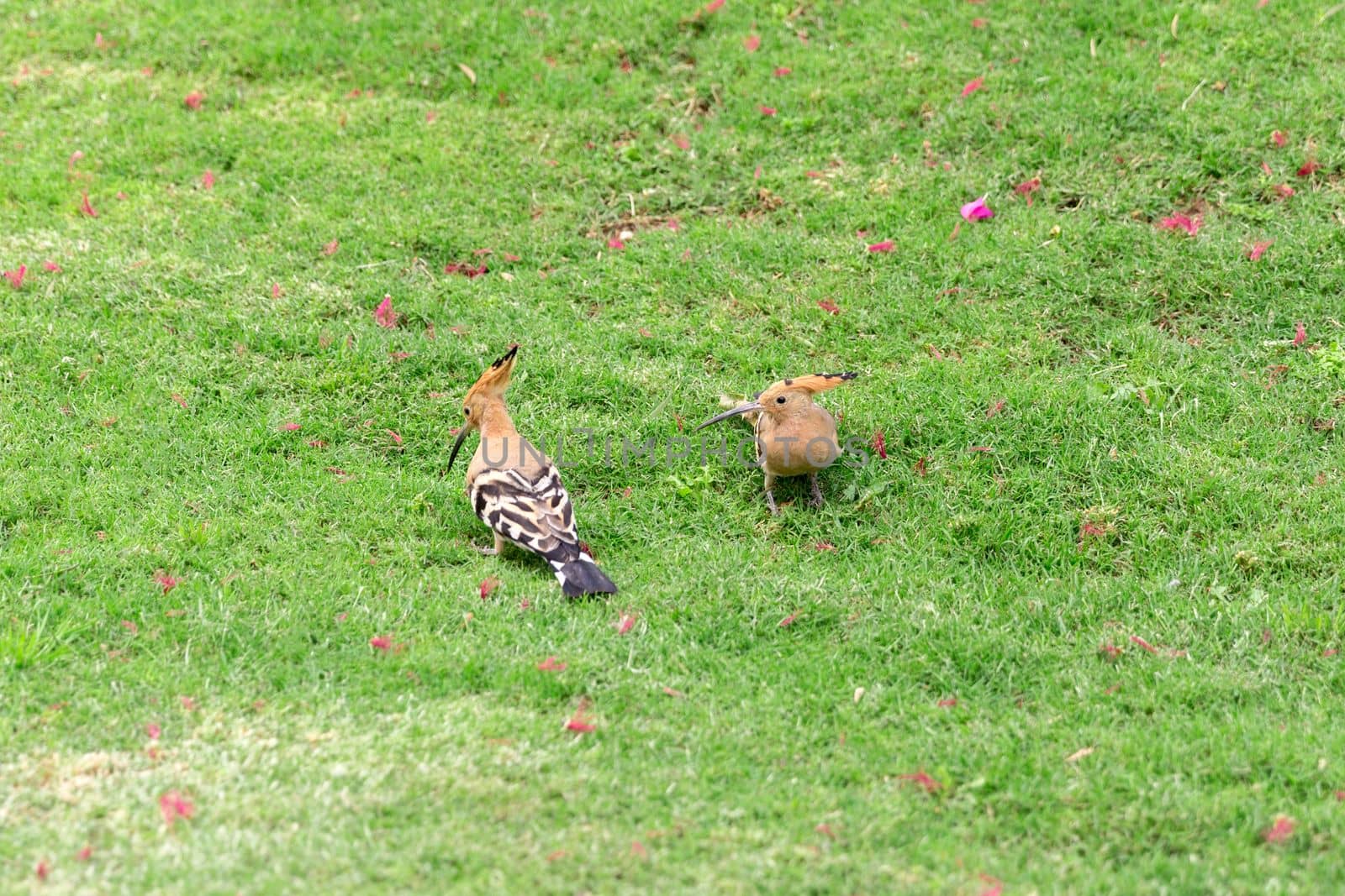 Two Hoopoe bird sitting on green grass close-up.