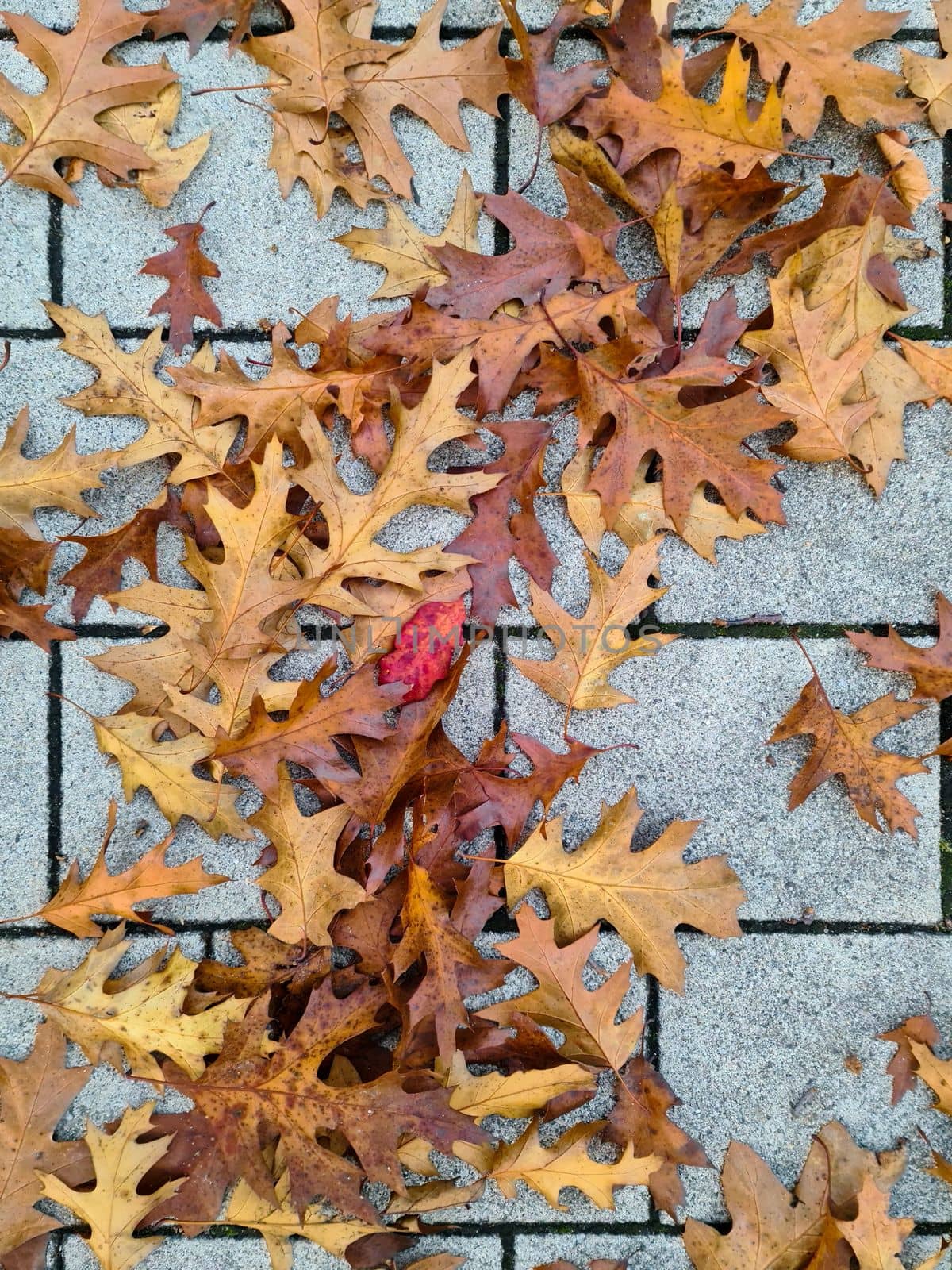 Beautiful Autumn Foliage Leaves in Golden and Red Hues - Autumn Background