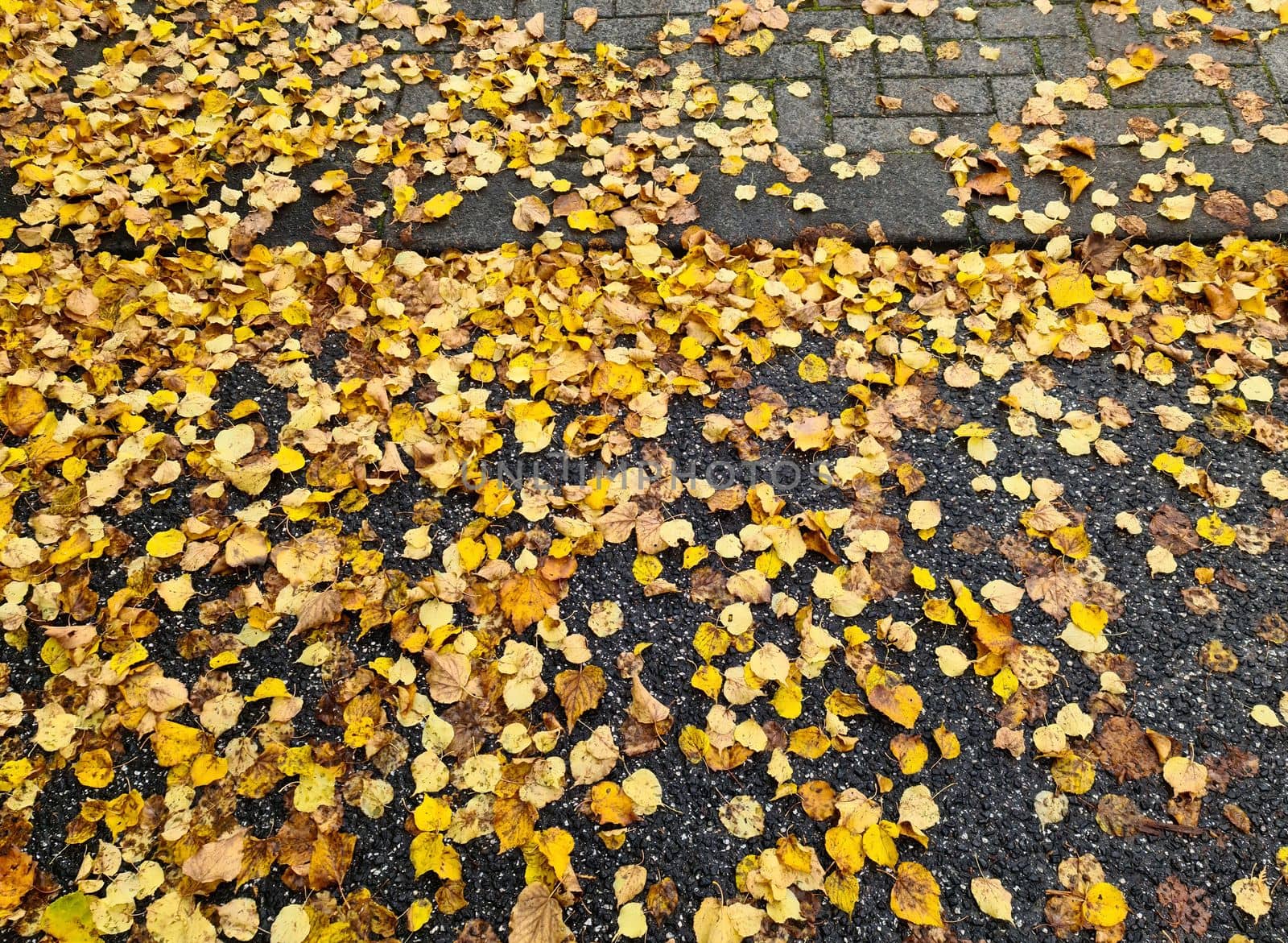 Beautiful Autumn Foliage Leaves in Golden and Red Hues - Autumn Background