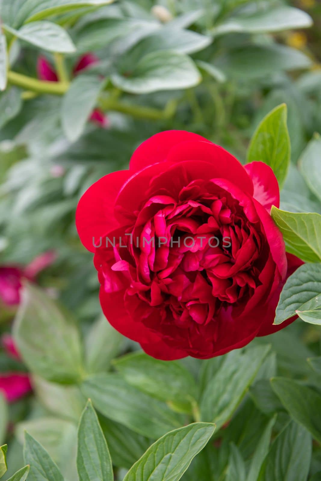 luxurious red peony flower head against the background of green leaves. High quality photo