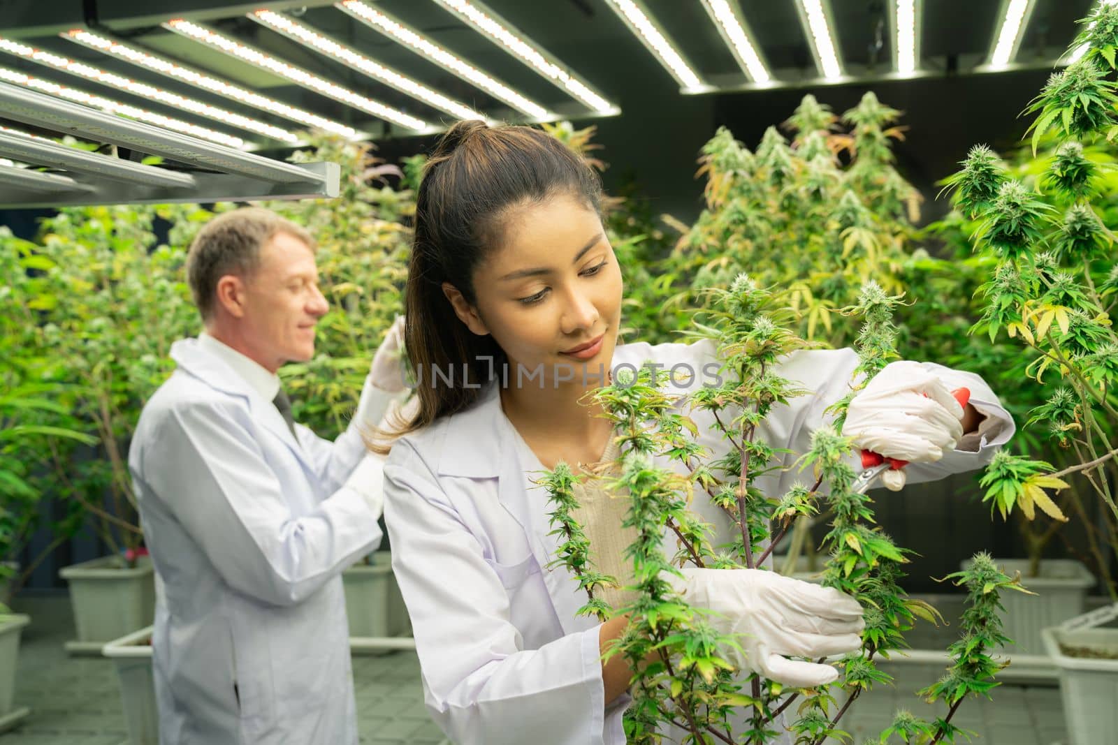 Scientists gather gratifying cannabis plant bud for medical research and production in a curative indoor hydro farm with secateurs. Cannabis farm in grow facility concept for medical purposes.