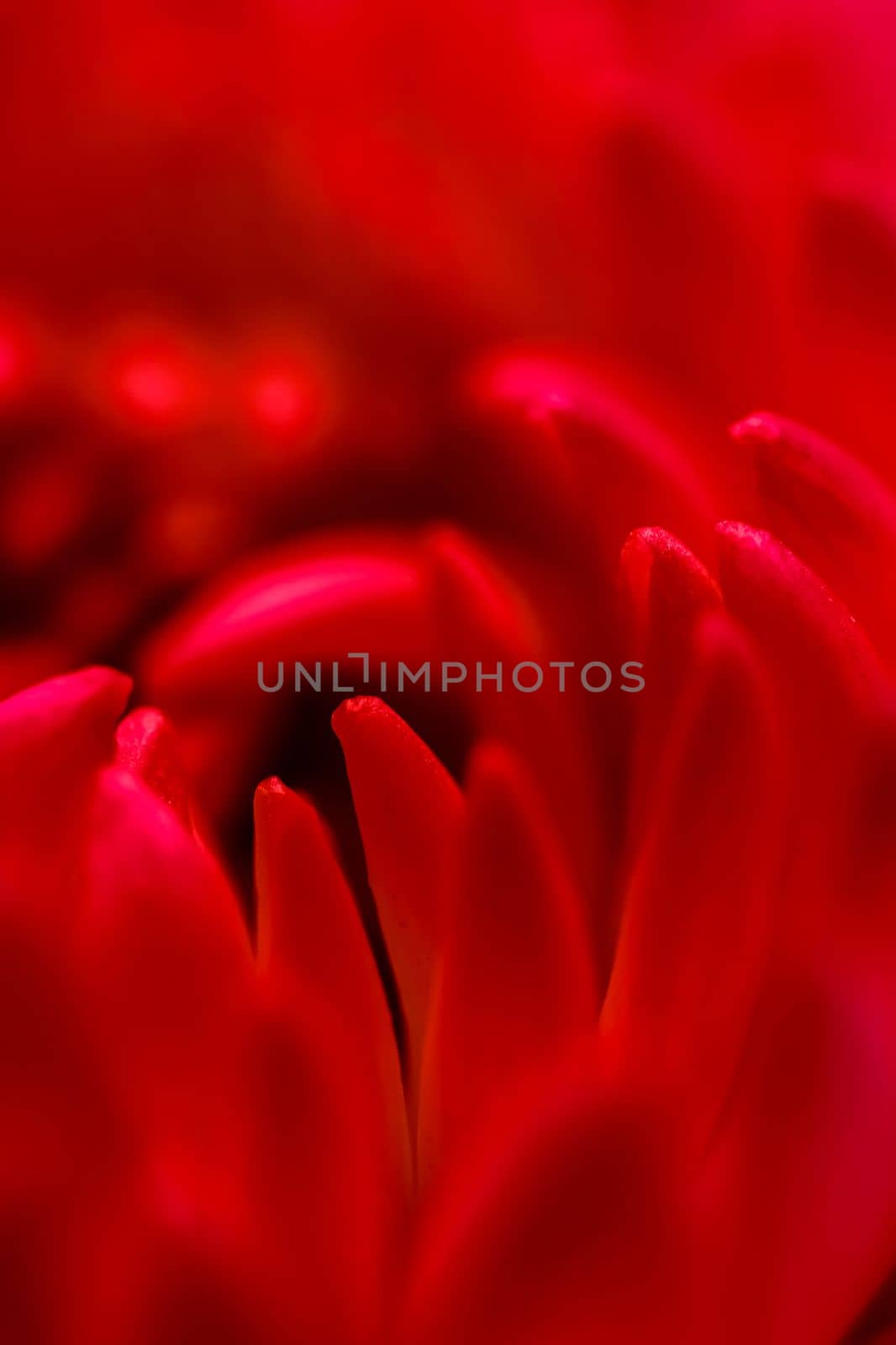 Abstract floral background, red purple chrysanthemum flower petals. Macro flowers backdrop for holiday design. Soft focus