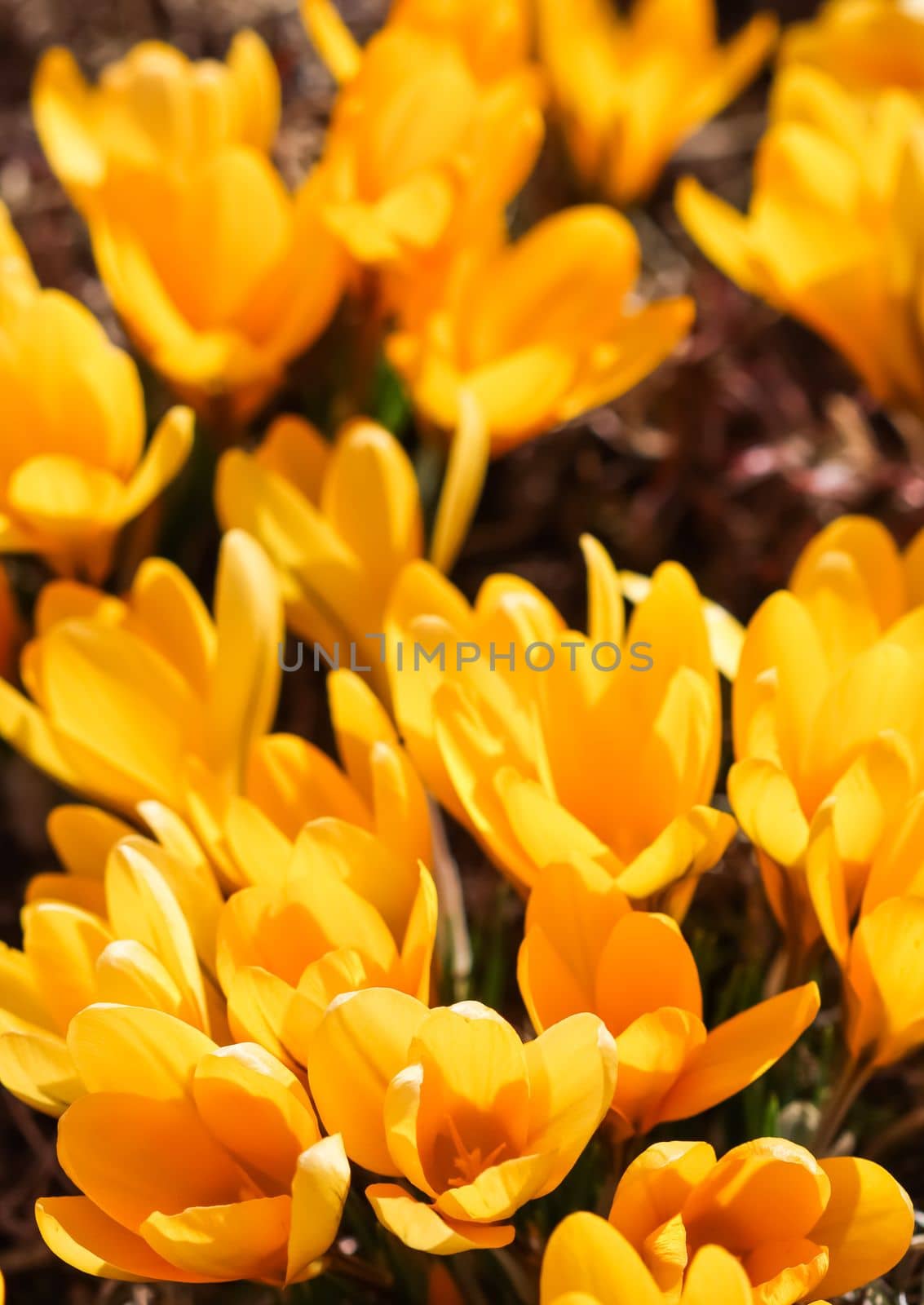 Abstract floral background, yellow crocus flower petals. Macro flowers backdrop for holiday brand design