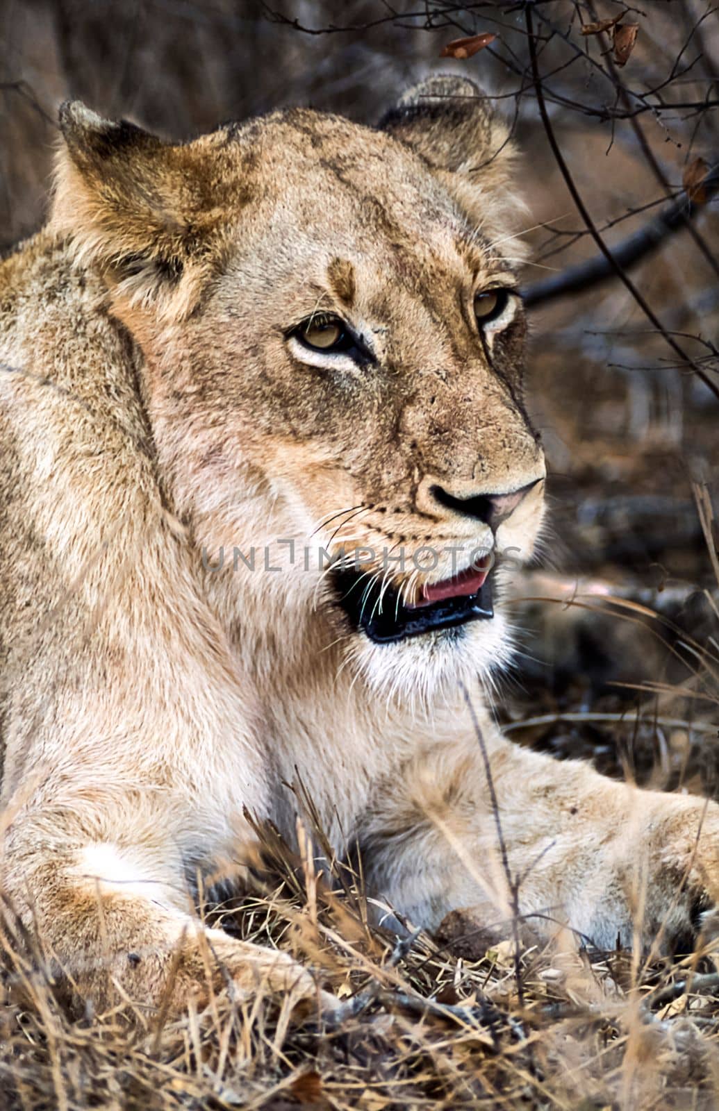 Lion, (Panthera leo), Kruger National Park, Mpumalanga, South Africa, Africa