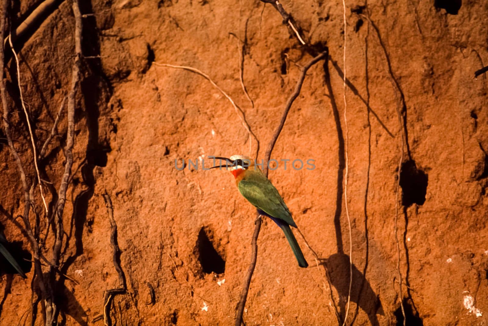 Whitefronted Bee-eater (Merops bullockoides), Selous Game Reserve, Morogoro, Tanzania, Africa