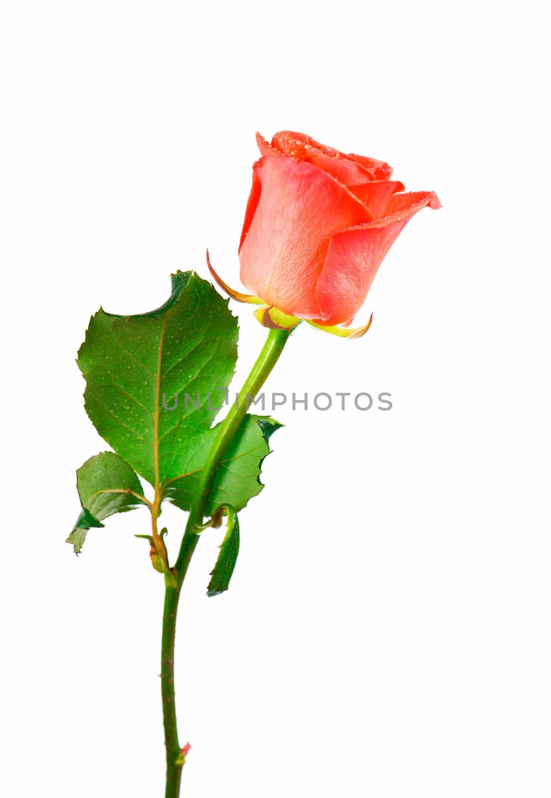 Beautiful single red rose flower on stem with leaves isolated on white background. by aprilphoto