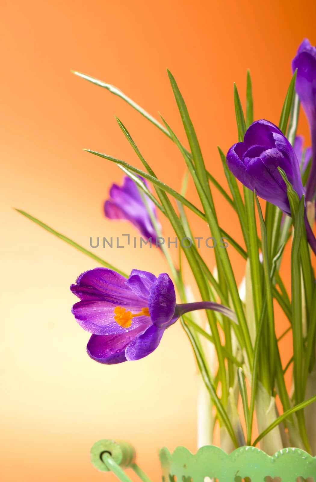 bright purple crocuses spring flowers on orange background by aprilphoto