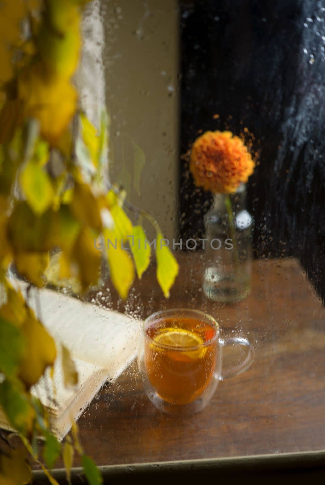 Autumn form. Yellowed birch branches through a wet rainy window. Book and tea with lemon. Home comfort in bad weather by aprilphoto