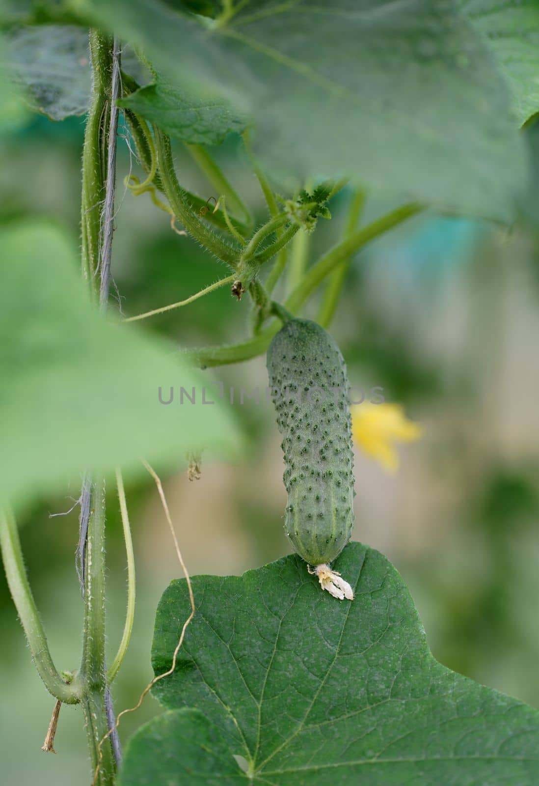 Small and large cucumbers growing in the garden on a special grid, flowering vegetables, harvest by aprilphoto