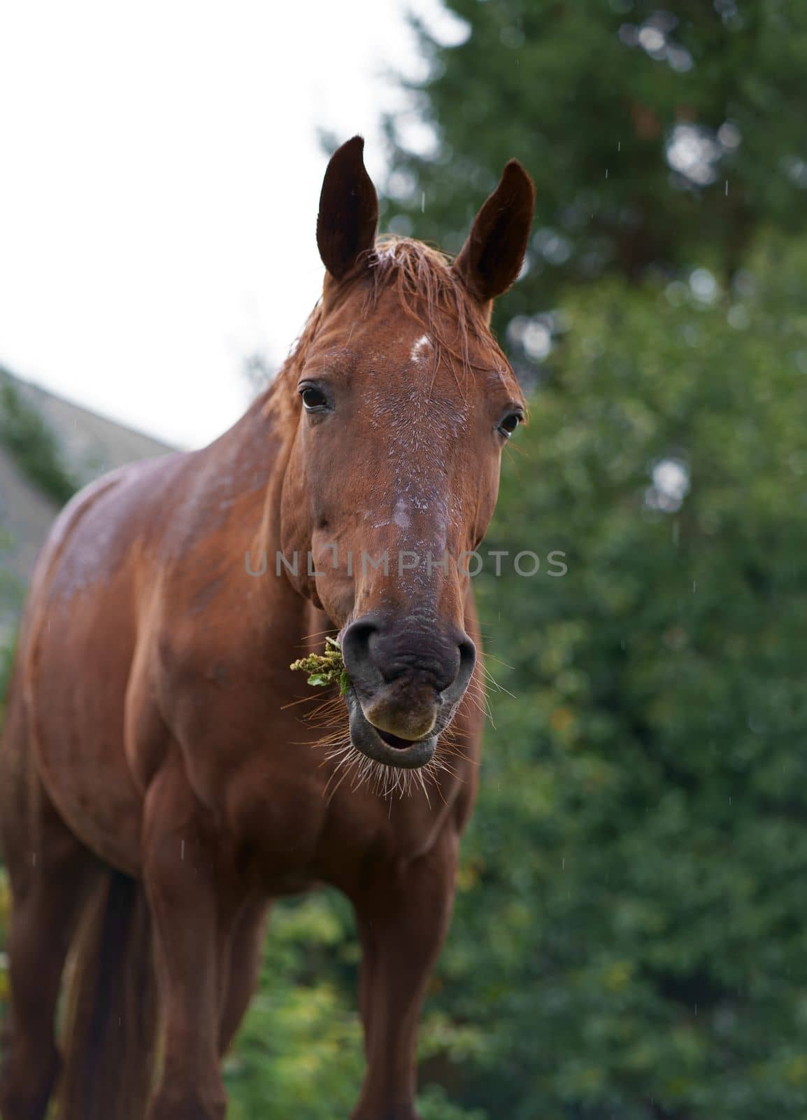 Red horse eating green grass on a field near by house and trees outdoors