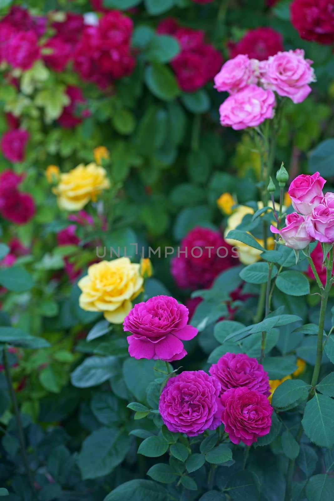 Bush of roses on bright summer day. Rose flower on background blurry pink roses flower in the garden of roses. Nature. by aprilphoto