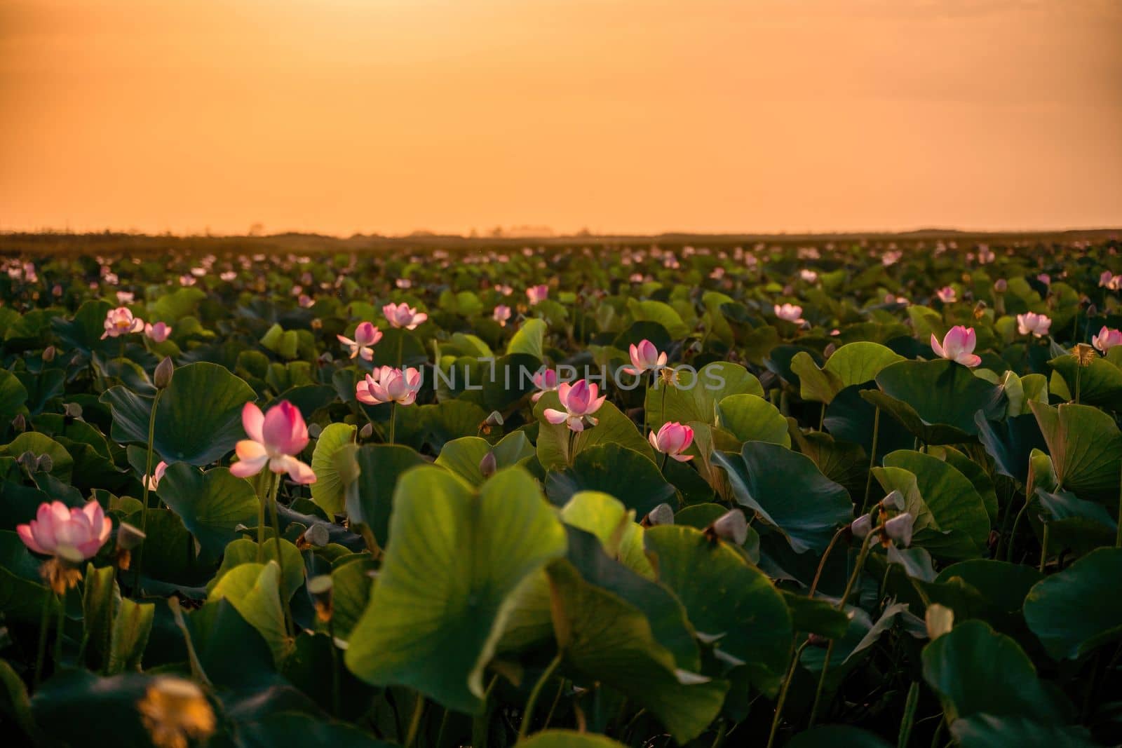 Sunrise in the field of lotuses, Pink lotus Nelumbo nucifera sways in the wind. Against the background of their green leaves. Lotus field on the lake in natural environment. by Matiunina