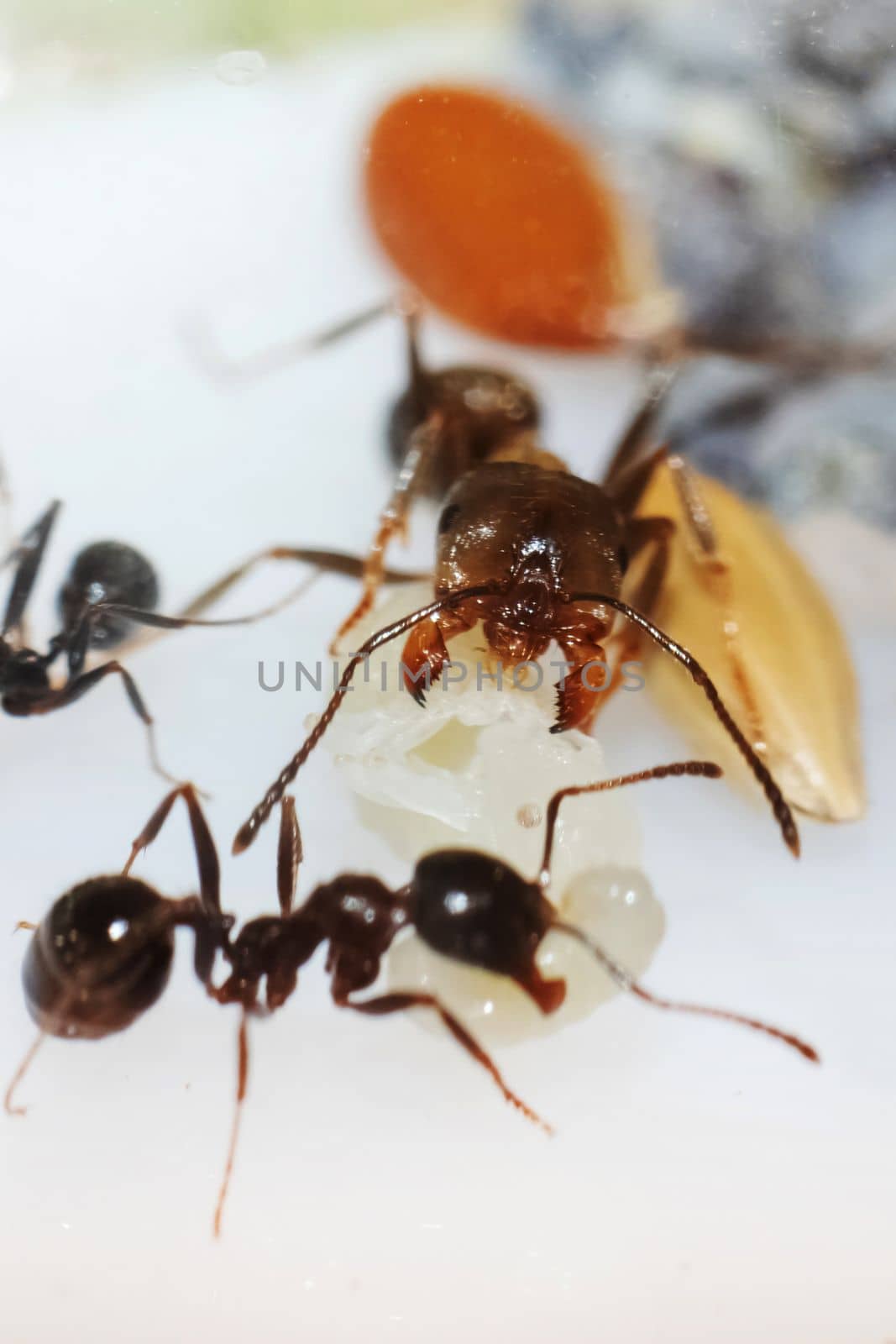 Young brown ant messor structor with a larva, macro photo