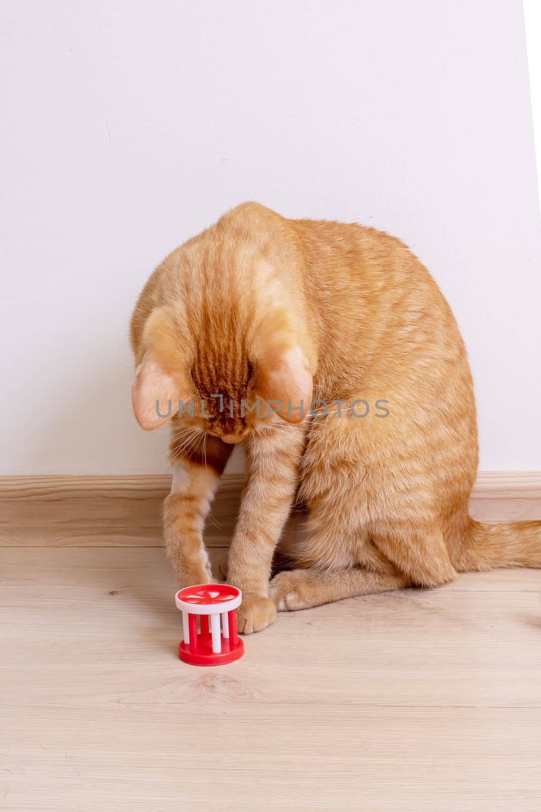 Red cat playing with a toy close up