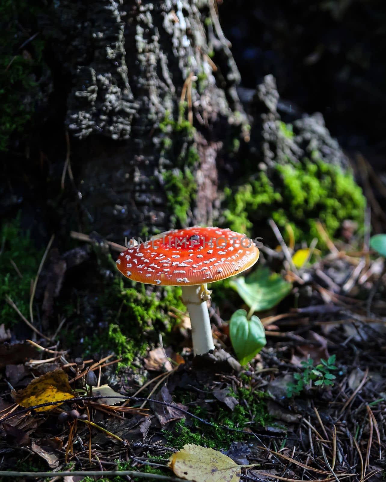 Close-up of fly agaric mushroom in a forest