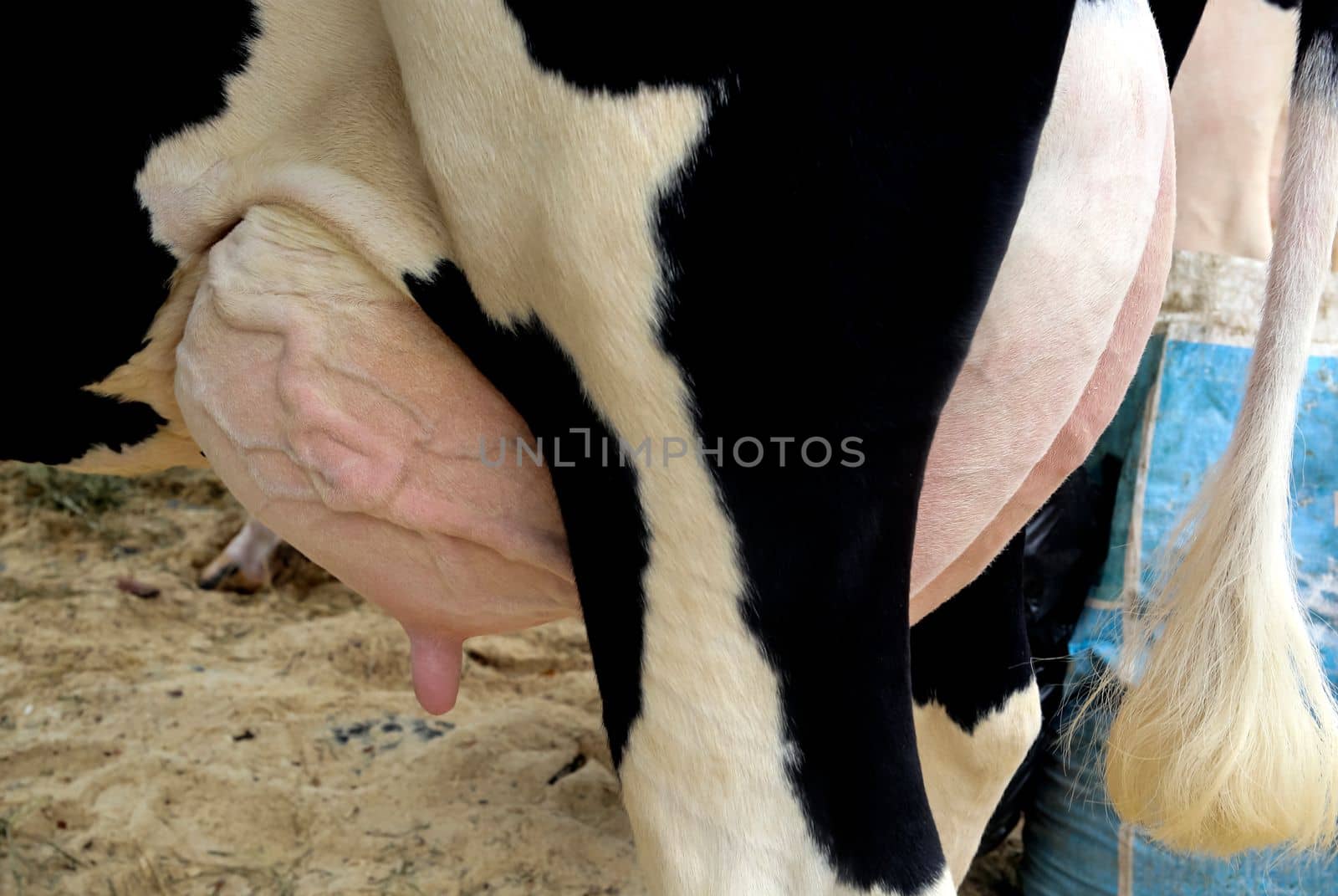 Close-up of a cow's udder, nipples with milk close-up at a rural exhibition.