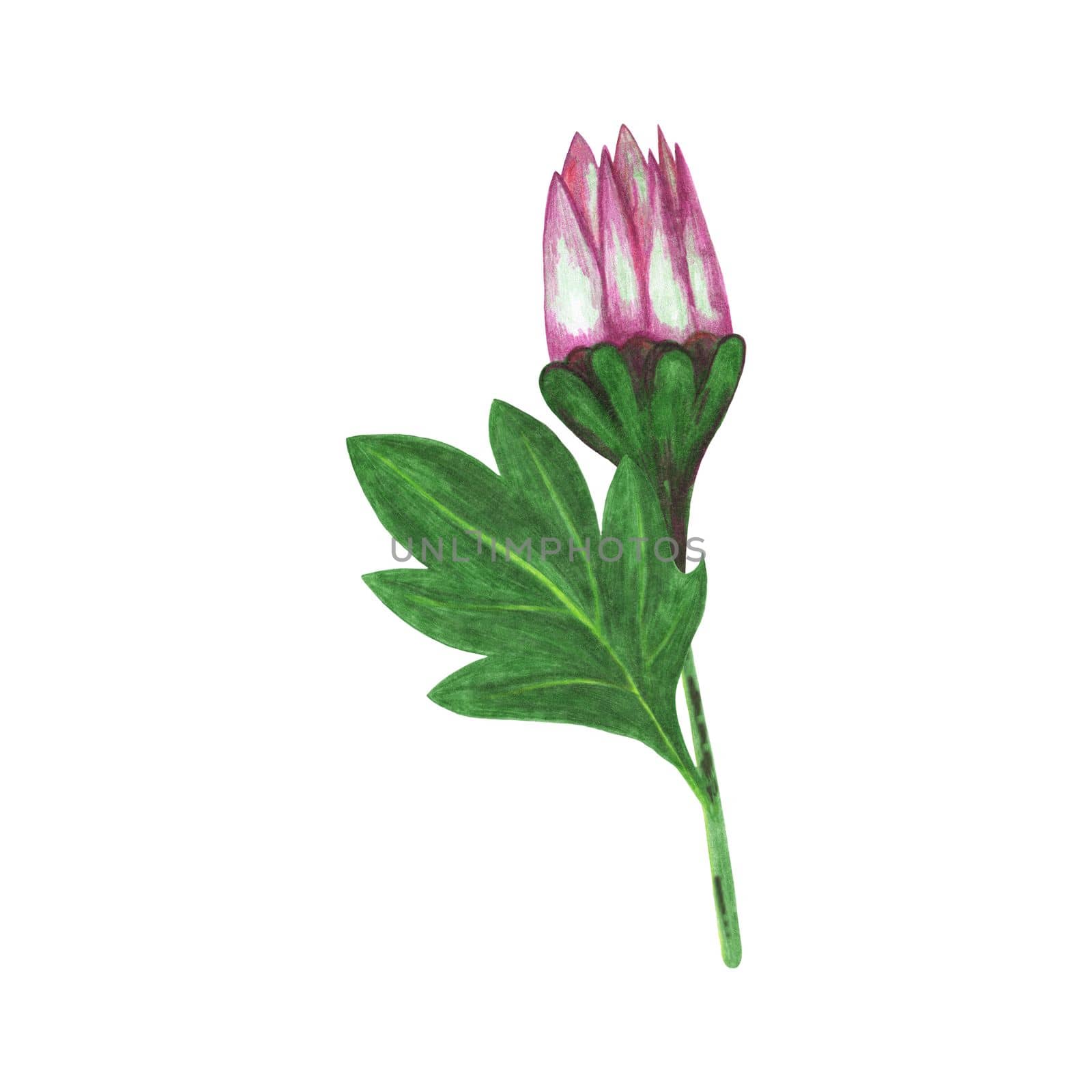 Red Chrysanthemum with Green Leaves Isolated on White Background. Chrysanthemum Flower Element Drawn by Color Pencil.