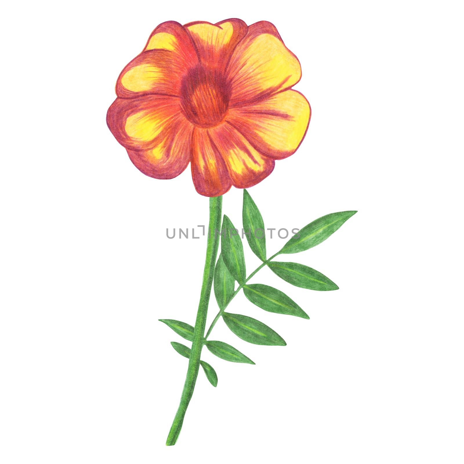 Hand Drawn Red Marigold with Green Leaves Isolated on White Background. by Rina_Dozornaya