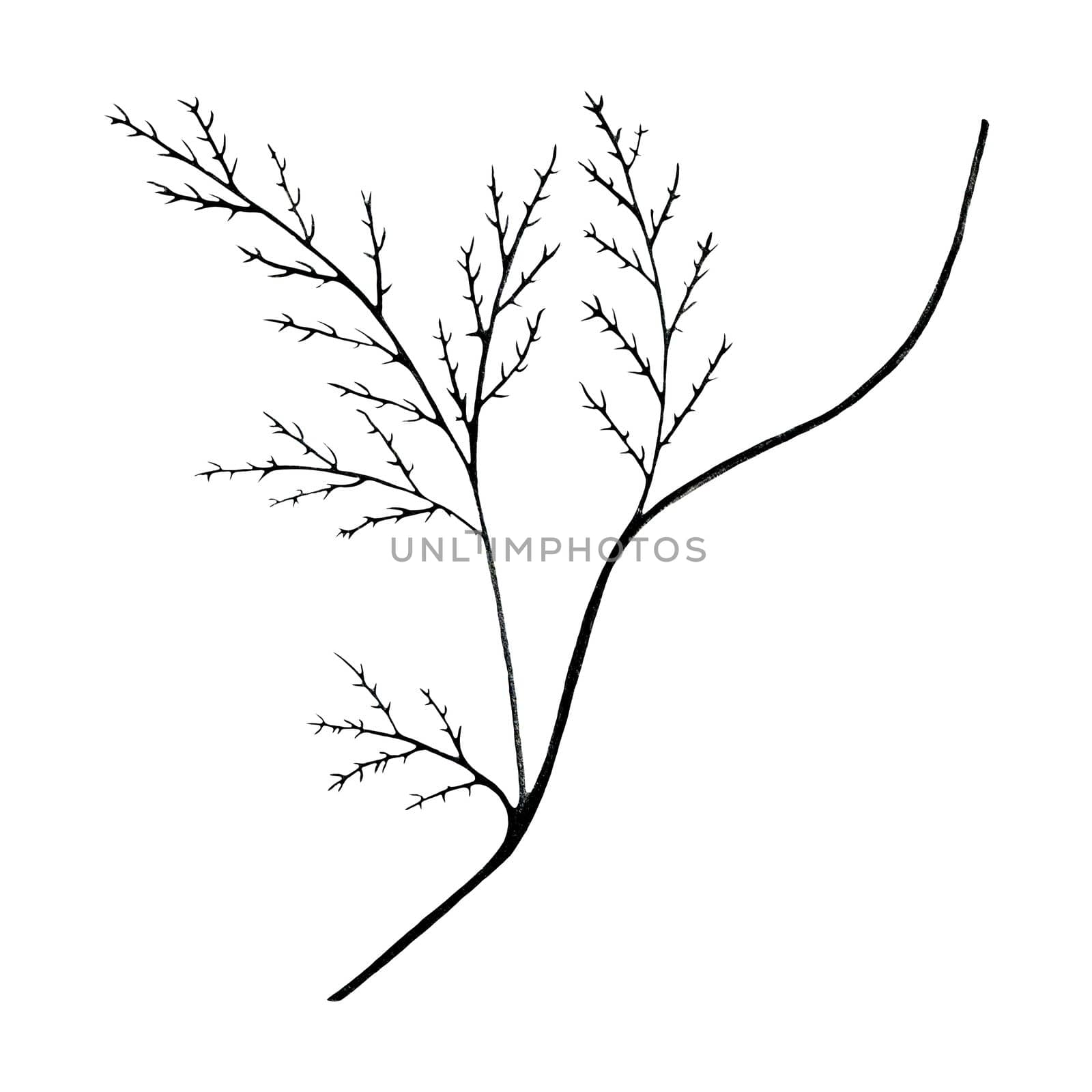 Black and White Hand Drawn Flower Leaves Isolated on White Background. Flower Branch Drawn by Black Pencil.