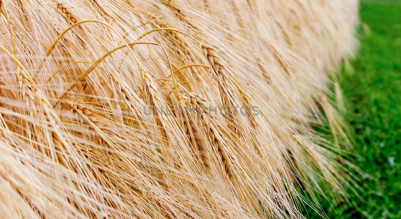 Winter barley harvest in June in the field. Lincolnshire, England, UK