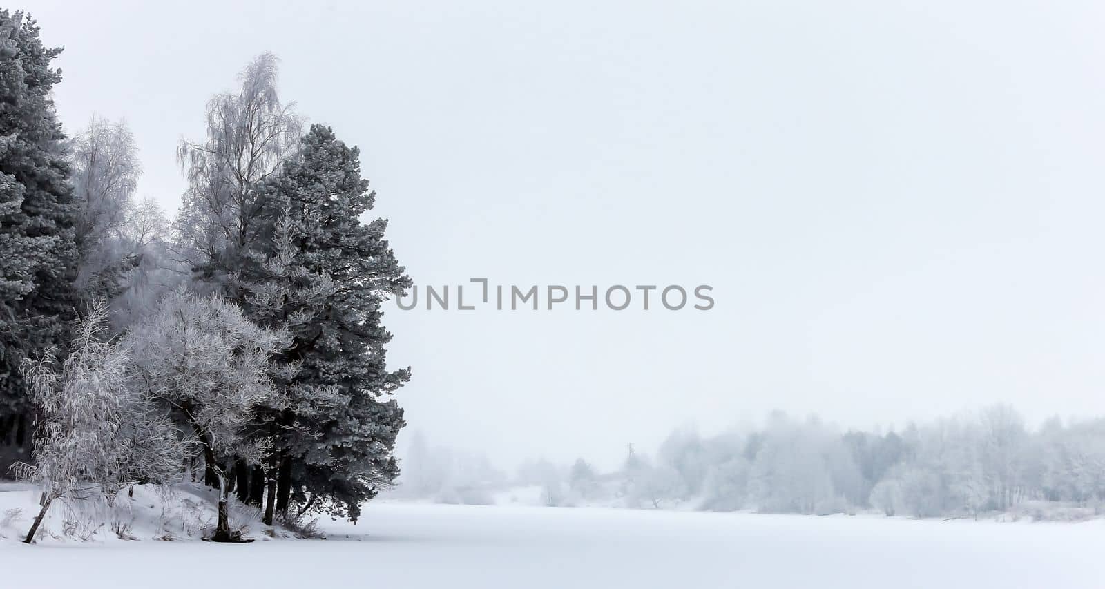 New Year's winter forest, forest in the snow, frost on the trees