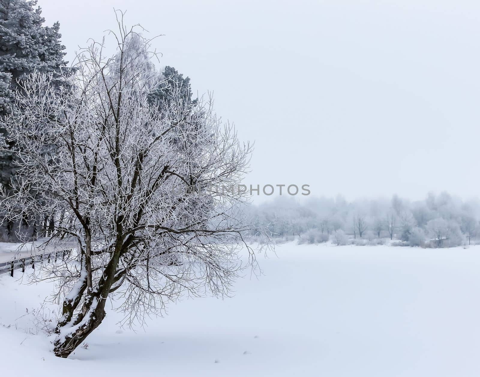 New Year's winter forest, forest in the snow, frost on the trees
