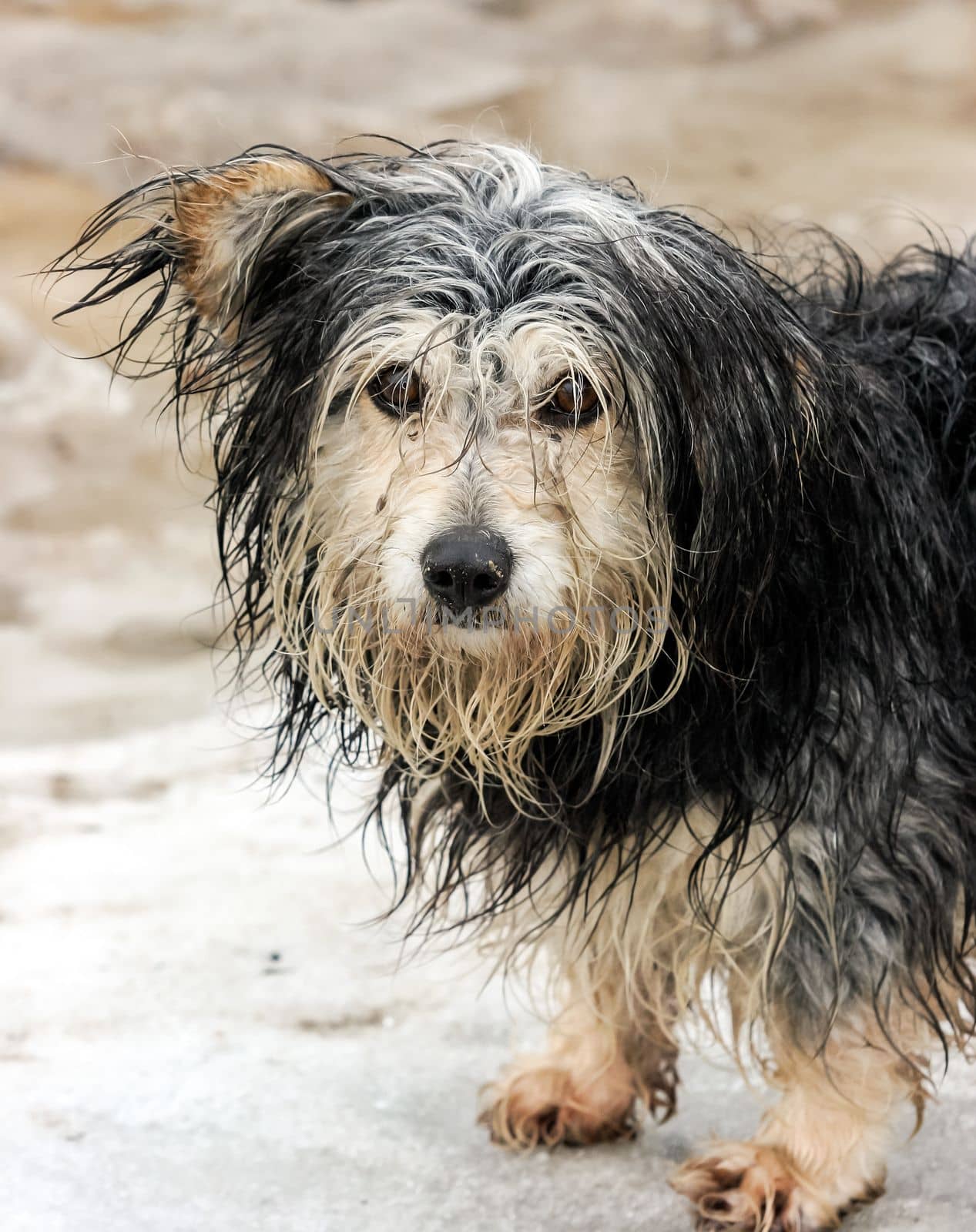 A dirty wet sad dog stands outside by Hil