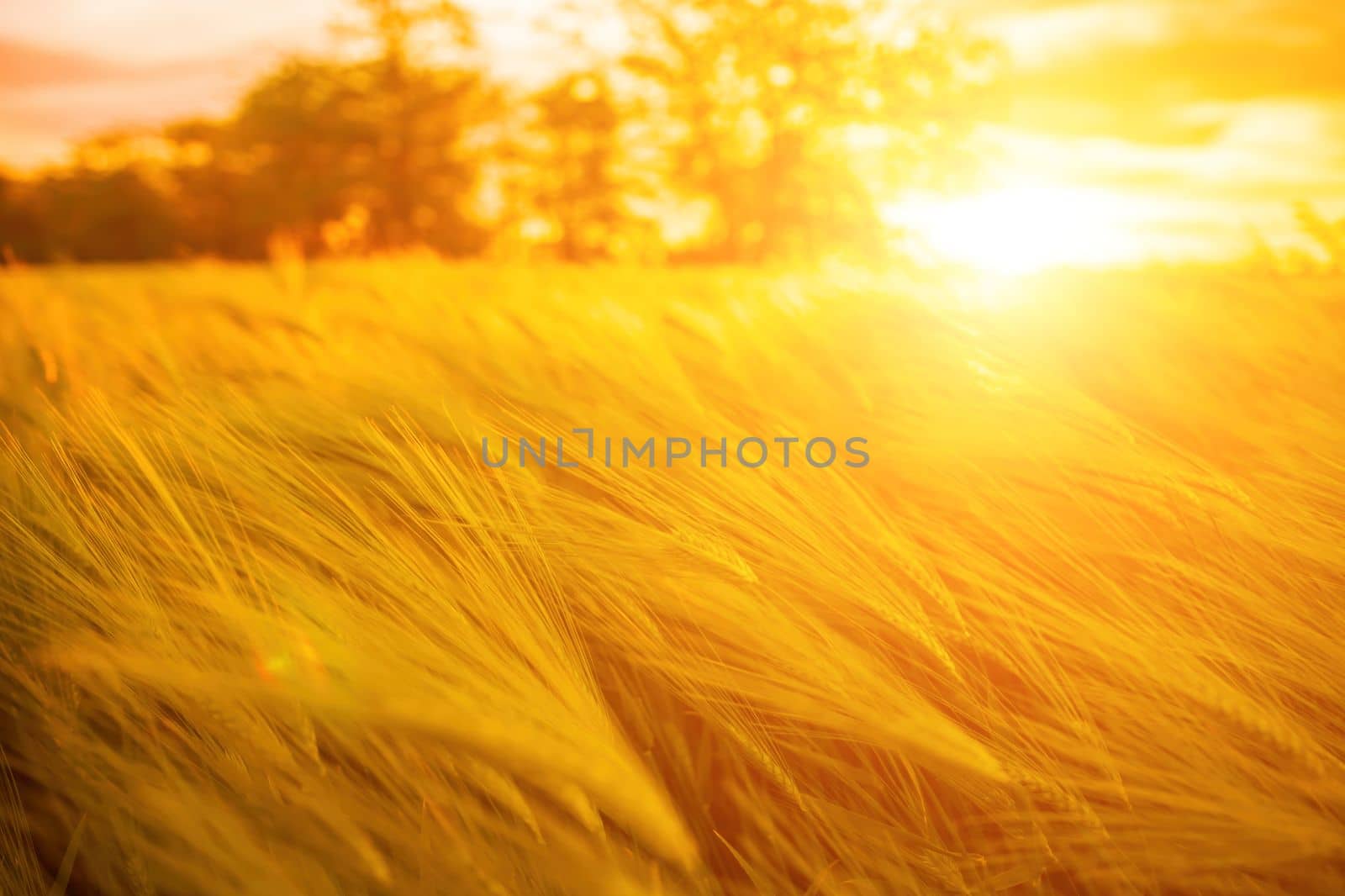Abstract defocused green wheat field in countryside. Field of wheat blowing in the wind at sunset. Young and green spikelets. Ears of barley crop in nature. Agronomy and food production by panophotograph