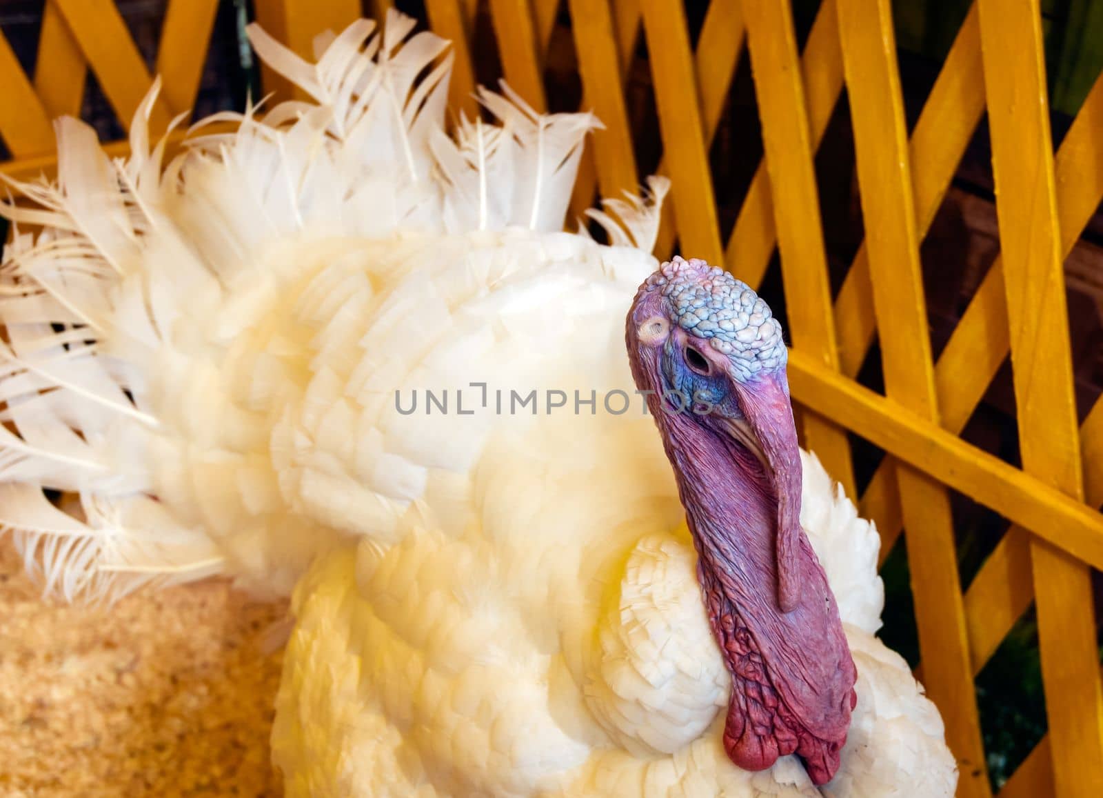 White turkey outdoors close-up in a separate paddock at an agricultural exhibition.