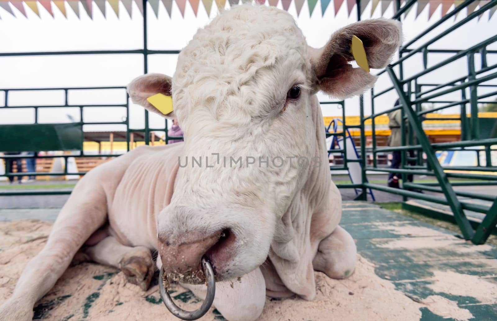 a charolais bull stands in a stall at a cow show