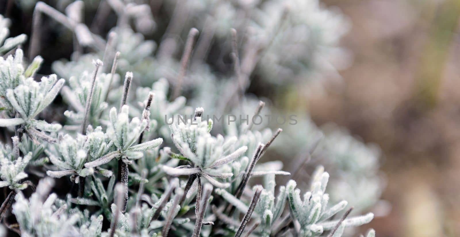 Lavender in winter in the garden outdoors on a frosty morning. Inium-covered plants.