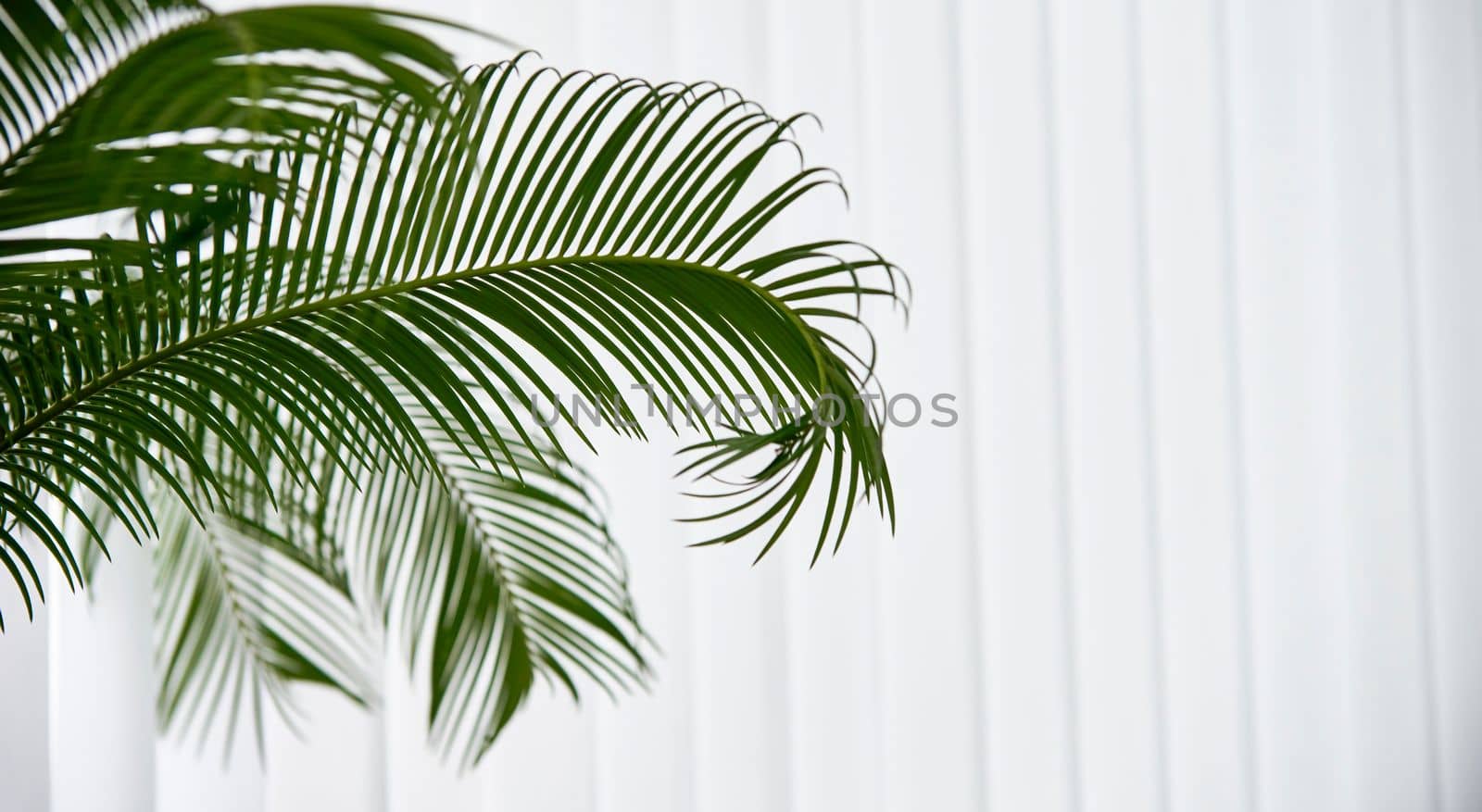 Part of a palm tree on a white background. Windows, white blinds on a sunny day.