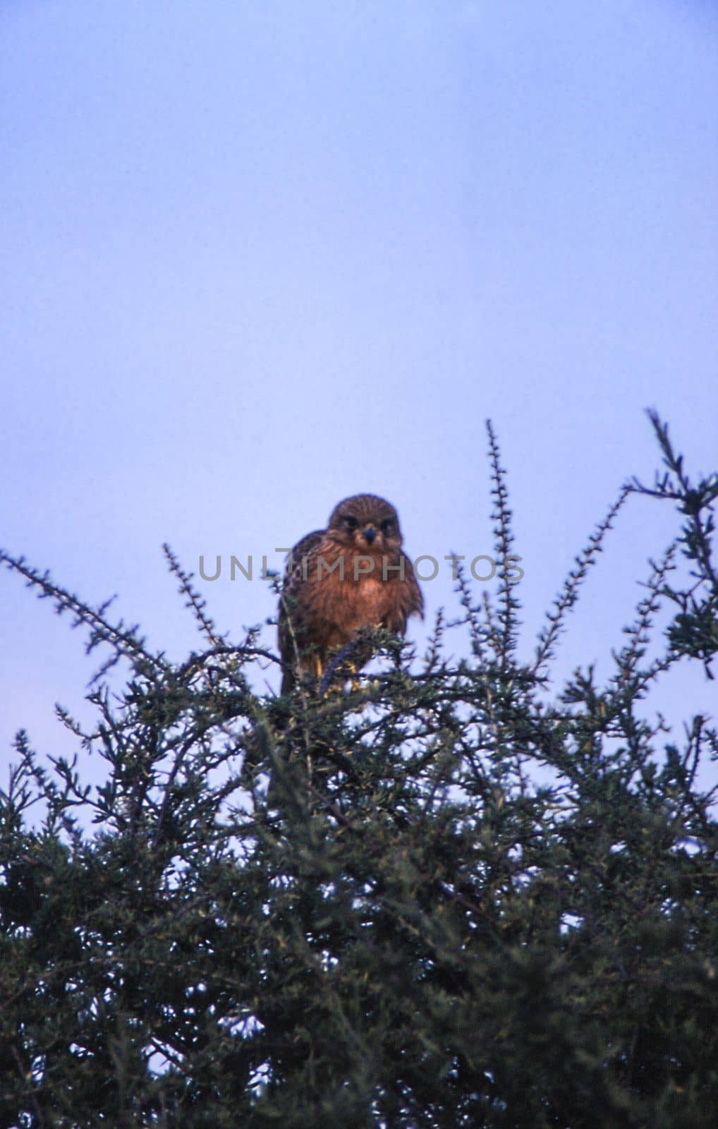Brown Snake Eagle (Circaetus cinereus), Central Kalahari Game Reserve, Ghanzi, Botswana, Africa