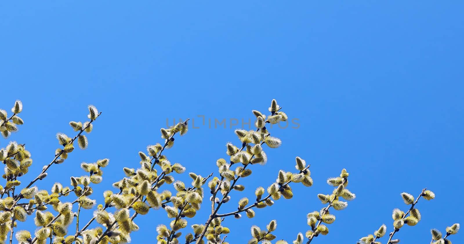 Goat willow, willow, blooms in spring on a clear day against the background of the sky.