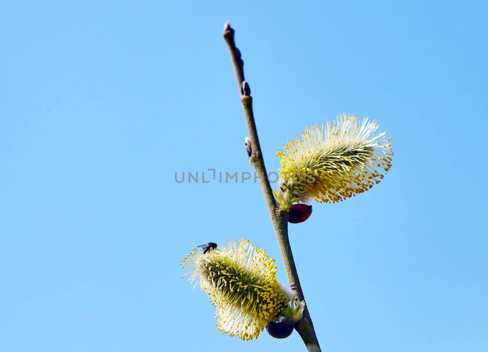 Goat willow, willow, blooms in spring on a clear day against the background of the sky.