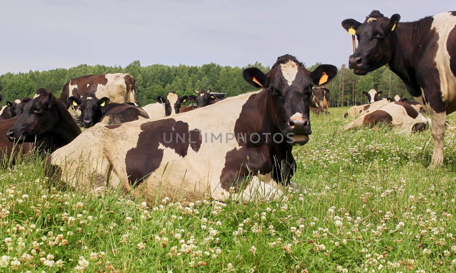 A herd of cows lays together at a feeder outdoors on a field on a sunny hot summer day