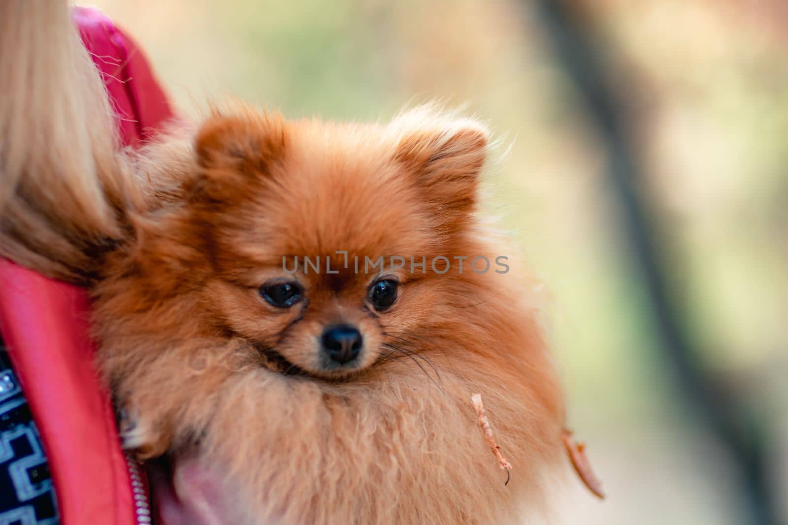 Pomeranian holding hands. A young woman holds a Pomeranian mini-pomeranian in her arms while walking through an autumn park. A woman wearing a red jacket and a black T-shirt