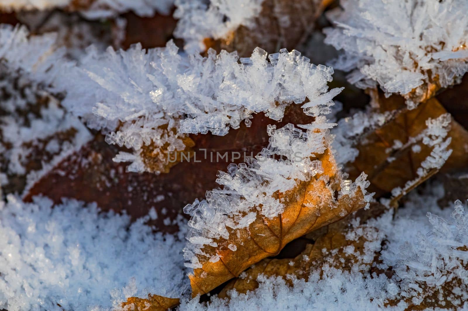 Beautiful shapes and patterns of ice crystals in sunlight on a leaf in winter, Germany