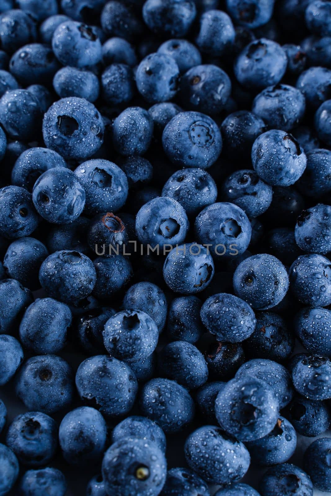 Blueberries with water drops. Blueberry summer seasonal berry. Many natural organic blueberries