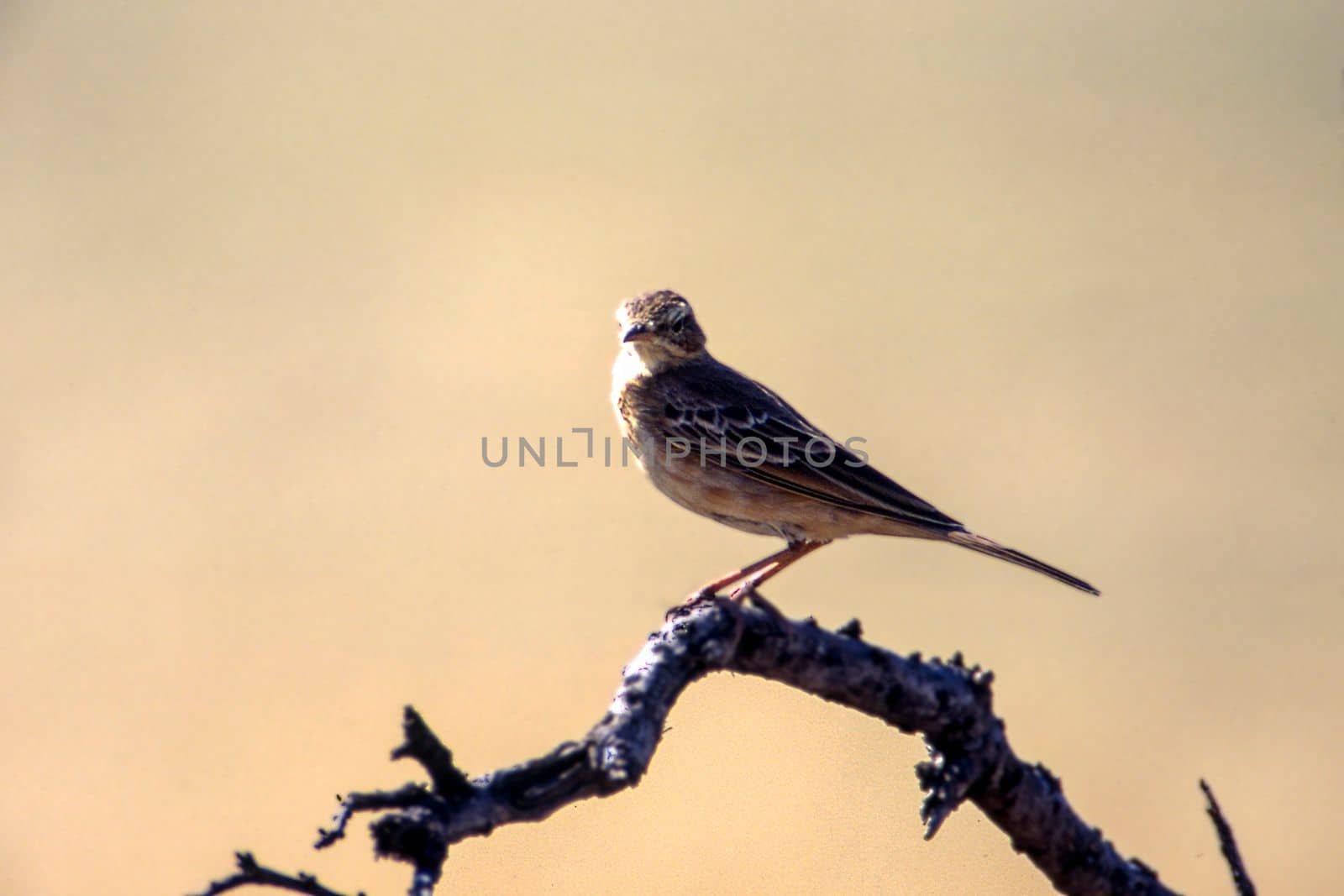 Rattling Cisticola (Cisticola chiniana), Central Kalahari Game Reserve, Ghanzi, Botswana, Africa