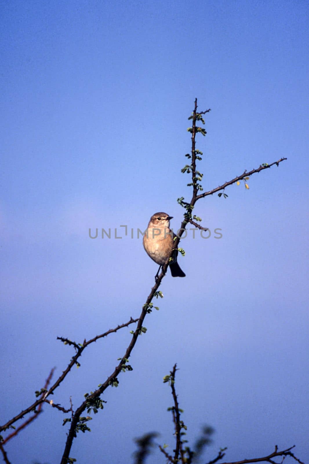 Willow Warbler (Phylloscopus trochilus), Central Kalahari Game Reserve, Ghanzi, Botswana, Africa