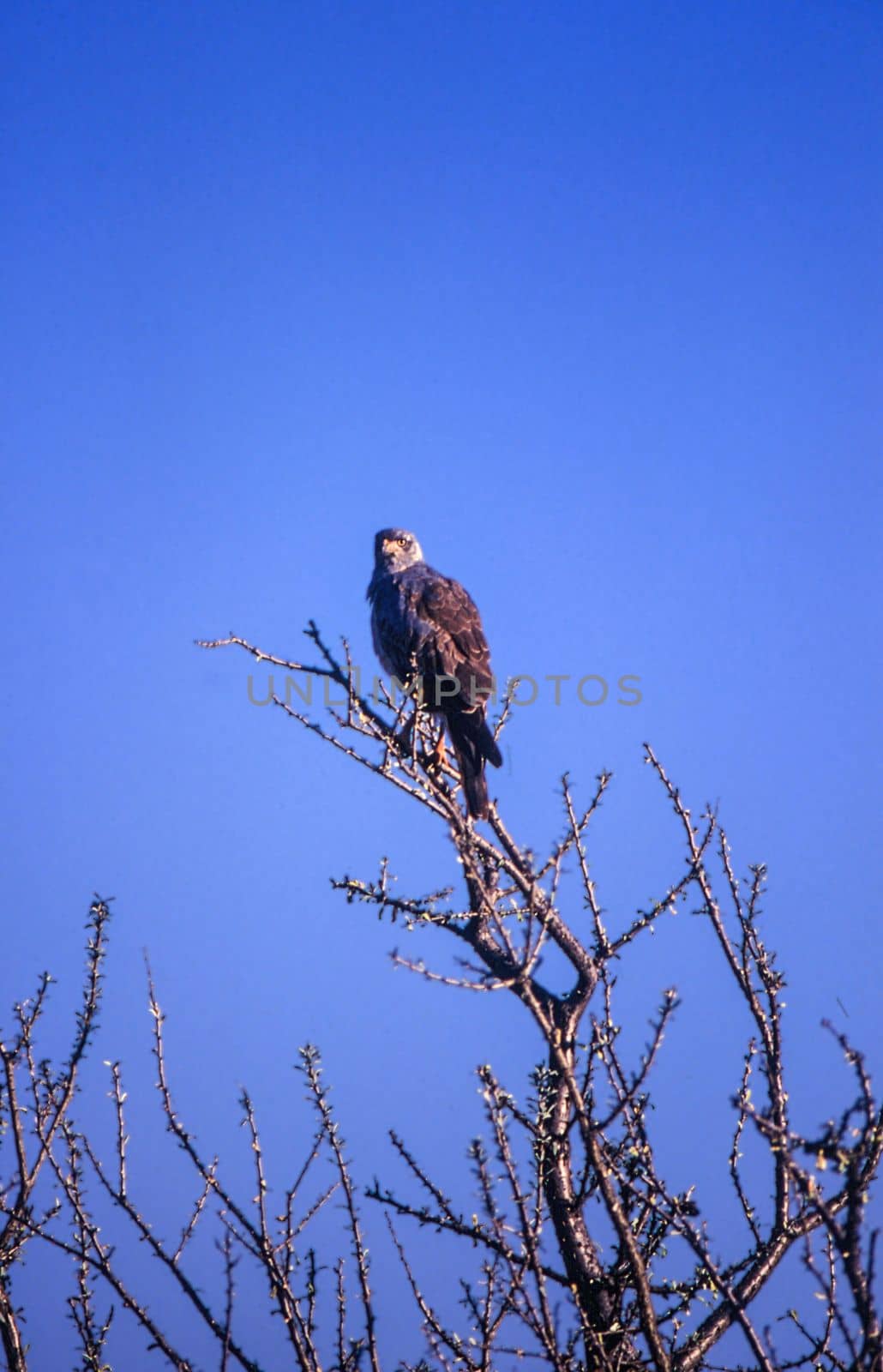 Black Kite (Milvus migrans), Central Kalahari Game Reserve, Ghanzi, Botswana, Africa