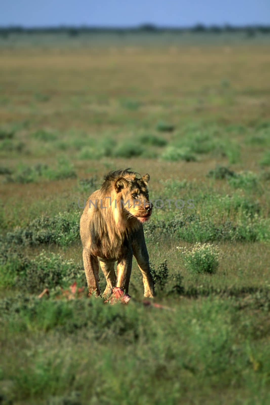 Lion (Panthera leo), Central Kalahari Game Reserve, Ghanzi, Botswana, Africa